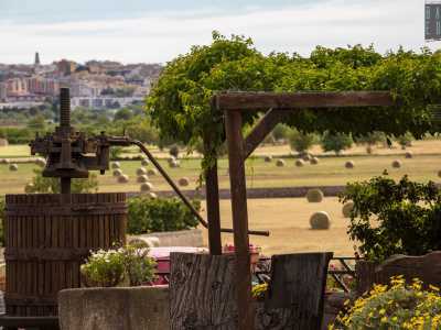 Vino primitivo, le antiche cantine del sud-est barese